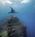 Mexico manta fish ,underwater gallery,pictures,diving  